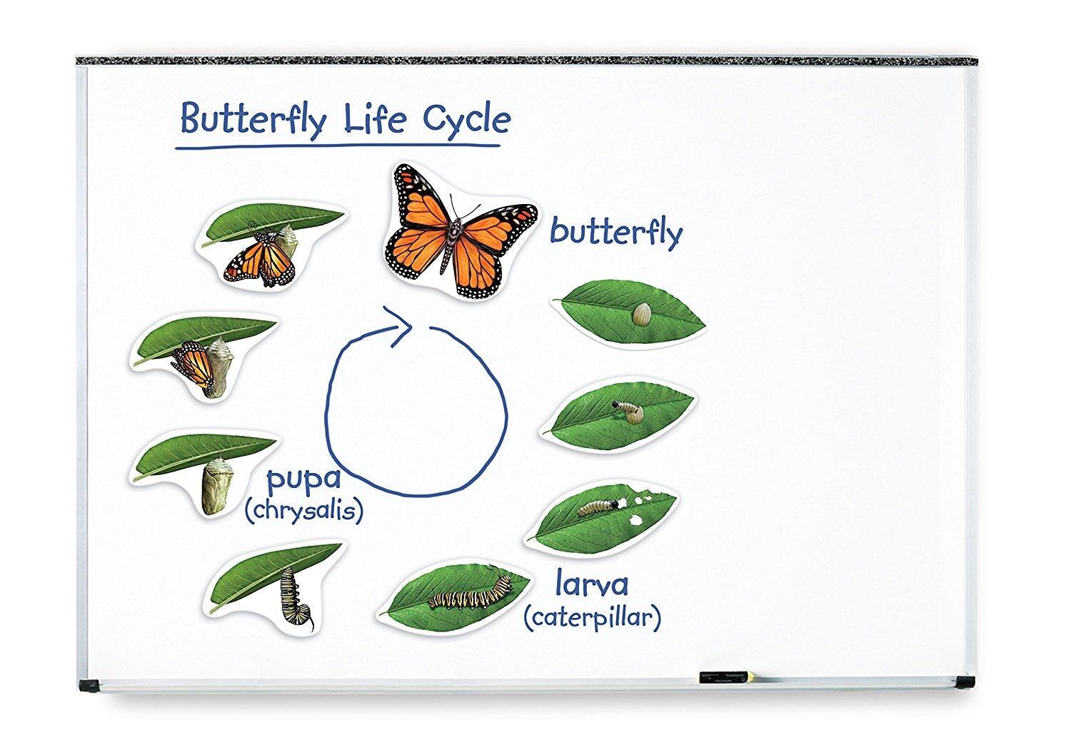 CICLUL VIETII FLUTURELUI - SET MAGNETIC - LEARNING RESOURCES (LER6043) - Libelula Vesela - Articole pentru scoala