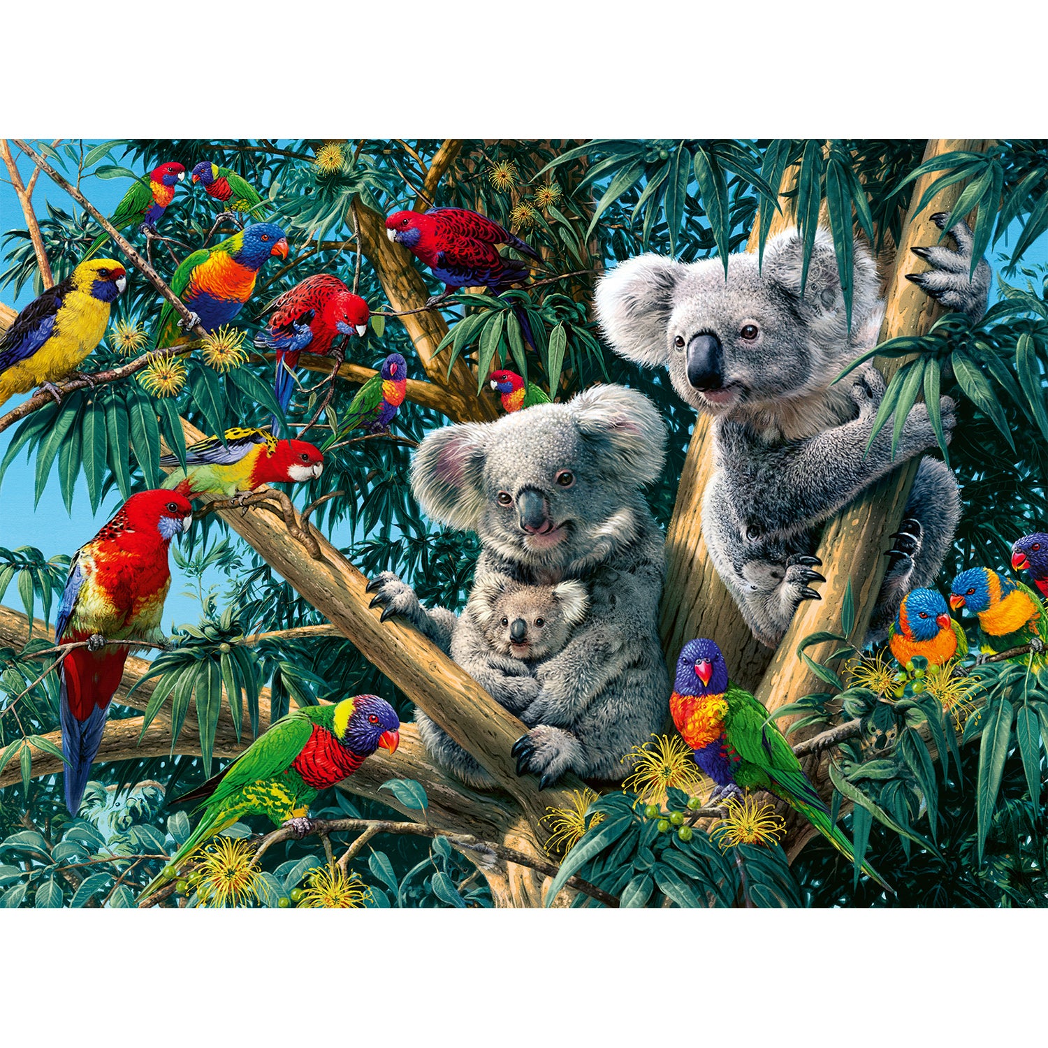 PUZZLE KOALA IN COPAC, 500 PIESE - RAVENSBURGER (RVSPA14826) - Libelula Vesela - Jucarii